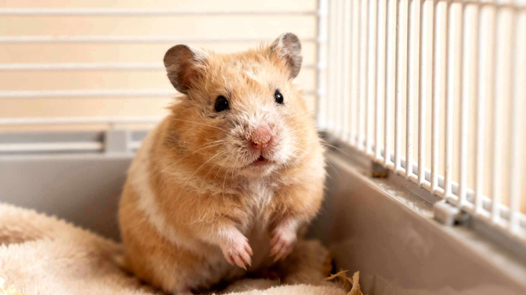 Ein senior Hamster zeigt Anzeichen von altersbedingten Gelenkproblemen und reduzierter Aktivität, wodurch die Lebensqualität beeinträchtigt wird und spezielle tierärztliche Betreuung sowie angepasste Haltungsbedingungen erforderlich sind"
