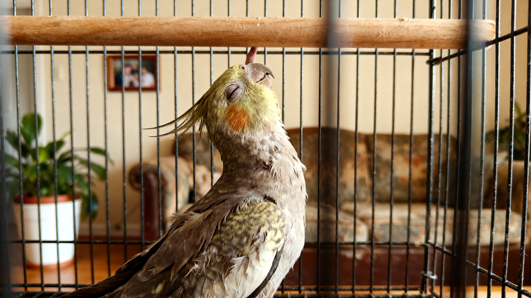 Ein alter Nymphensittich zeigt zunehmend Schwierigkeiten beim Zusammenleben in der Wohnung, wie verminderte Aktivität, Probleme beim Erreichen höherer Sitzstangen und mögliche Orientierungsschwierigkeiten in der gewohnten Umgebung"